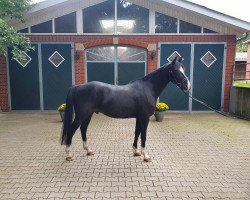 dressage horse Desota 3 (German Riding Pony, 2015, from Don Mour)