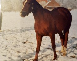 broodmare Annie (Hanoverian, 1979, from Argentan I)