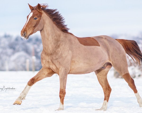 dressage horse Hochtors Niemals Norbert (German Riding Pony, 2018, from Numerus Clausus)