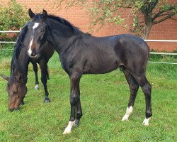 dressage horse Di Mano (Hanoverian, 2023, from Diamantenglanz)