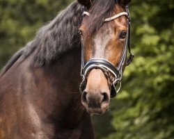 broodmare Dancing Duffy (Hanoverian, 2014, from Dr. Watson)