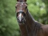 dressage horse Königin der Herzen (Holsteiner, 2017, from Quaterback)