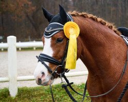 dressage horse Baltic's Babyface (German Riding Pony, 2017, from Baltic Dream)