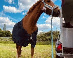 dressage horse Adler's Arabella (Pony without race description, 2017, from Adlerschild SG)