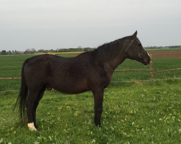 Pferd Maroschino (Hannoveraner, 1987, von Matrose)