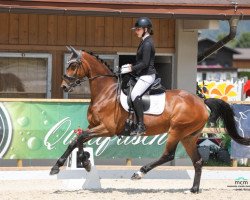 dressage horse Forever sweet and beautiful (Hanoverian, 2011, from Fiorano)