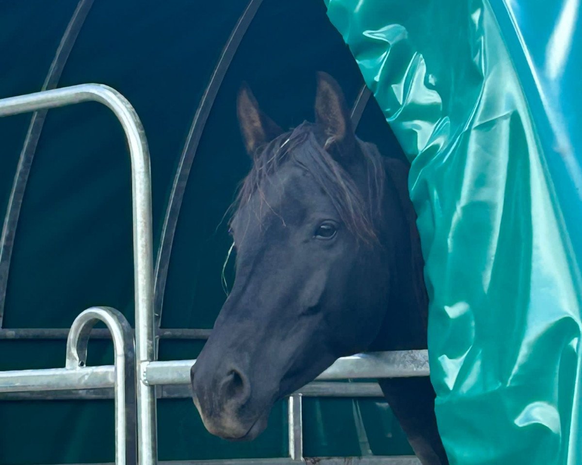 broodmare Malaika (Hanoverian, 2015, from E.H. Millennium)