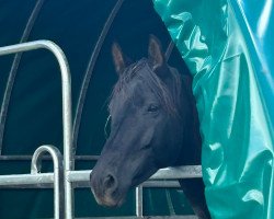 broodmare Malaika (Hanoverian, 2015, from E.H. Millennium)