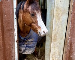 Zuchtstute Carabella (Welsh Pony (Sek.B), 2012, von Spring Star's Spirit)