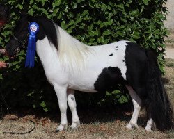 Pferd Paco van de Kamphoeve (Shetland Pony, 2021, von Egon Liebas)