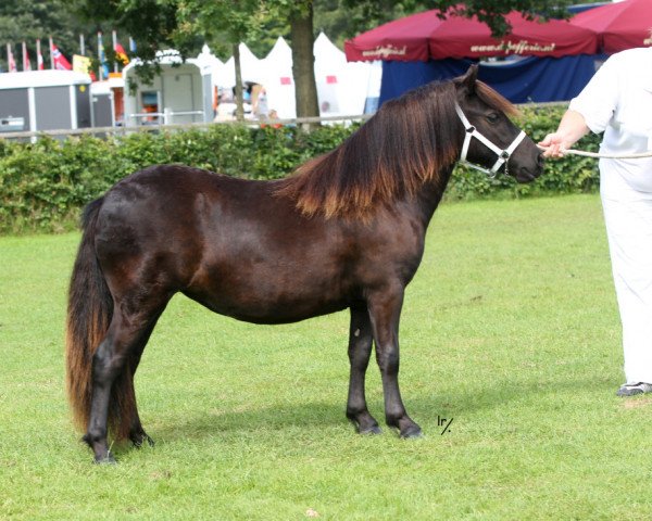 broodmare Emi van Stal van Aschberg (Shetland Pony,  , from Zico van de Kuiperij)