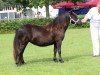 broodmare Emi van Stal van Aschberg (Shetland Pony,  , from Zico van de Kuiperij)