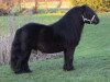 stallion Zico van de Kuiperij (Shetland Pony,  , from Nelantines van de Groote Woerd)