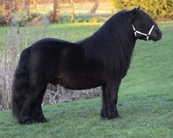 Deckhengst Zico van de Kuiperij (Shetland Pony,  , von Nelantines van de Groote Woerd)