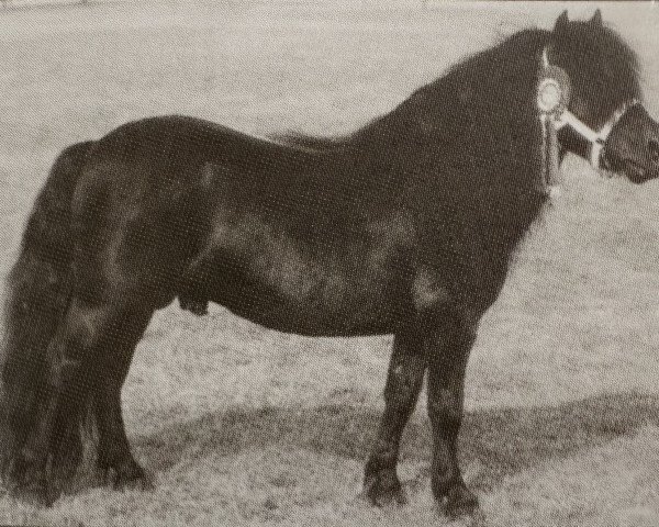 stallion Asterix van Dorpzicht (Shetland Pony, 1986, from Surprise van Dorpzicht)