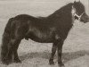 stallion Asterix van Dorpzicht (Shetland Pony, 1986, from Surprise van Dorpzicht)