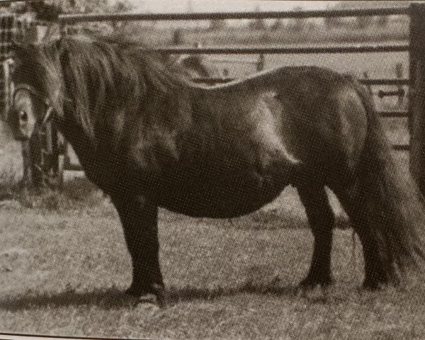 Zuchtstute Fluke of Marshwood (Shetland Pony, 1971, von Package of Marshwood)
