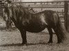 broodmare Fluke of Marshwood (Shetland Pony, 1971, from Package of Marshwood)