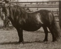 broodmare Fluke of Marshwood (Shetland Pony, 1971, from Package of Marshwood)