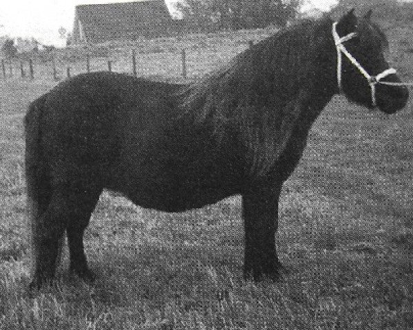 Zuchtstute Catinka van Stal van Aschberg (Shetland Pony, 1988, von Wouter van Veldzicht)