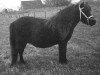 broodmare Catinka van Stal van Aschberg (Shetland Pony, 1988, from Wouter van Veldzicht)