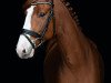 dressage horse Zagateo (Westphalian, 2018, from Zoom)