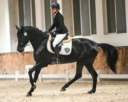 Pferd Sophie Royal BG (Oldenburger, 2017, von Sezuan)