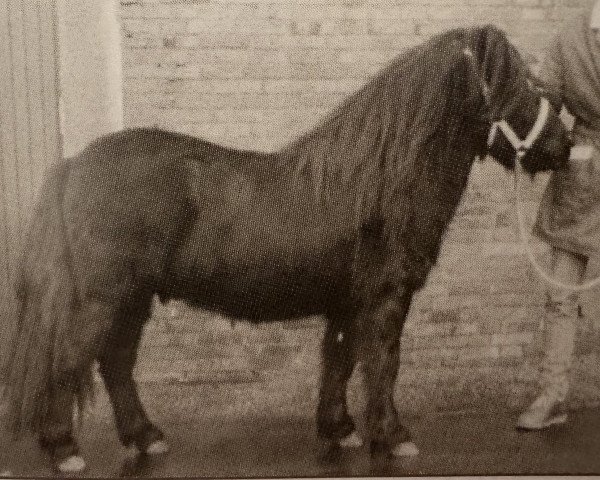 Deckhengst Surprise van Dorpzicht (Shetland Pony, 1981, von Newton van Dorpzicht)