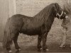 Deckhengst Surprise van Dorpzicht (Shetland Pony, 1981, von Newton van Dorpzicht)