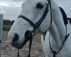 Springpferd Cointreau de Villee (Belgisches Warmblut, 2008, von Ugano Sitte)