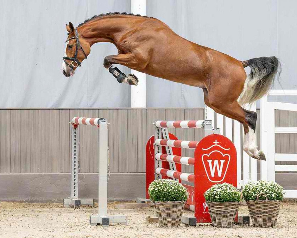 jumper Nixos EM (Westphalian, 2021, from Nixon van 't Meulenhof)