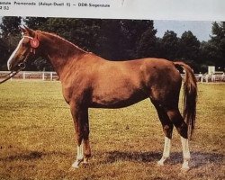 broodmare Promenade (unknown, 1976, from Adept 2602)