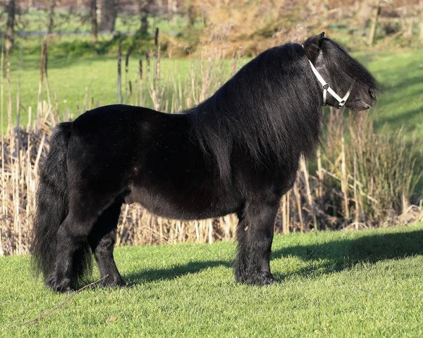 stallion Kotonofico van Stal Brammelo (Shetland Pony, 1995, from Fanster van de Gathe)