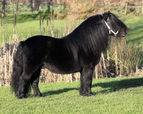 Deckhengst Kotonofico van Stal Brammelo (Shetland Pony, 1995, von Fanster van de Gathe)