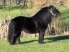 stallion Kotonofico van Stal Brammelo (Shetland Pony, 1995, from Fanster van de Gathe)