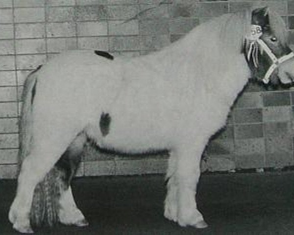 stallion Heraut van Hoeve Eelwerd (Shetland Pony, 1993, from Dageraad v.d. Zandkamp)