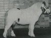 Deckhengst Heraut van Hoeve Eelwerd (Shetland Pony, 1993, von Dageraad v.d. Zandkamp)