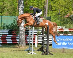 Springpferd Faradejus (Trakehner, 2016, von Viskis)