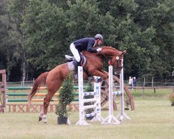 jumper Scharlie 3 (Hanoverian, 2018, from Stanley)