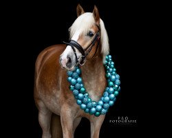 Dressurpferd Bukito (Haflinger, 2018, von Bahamas Boy)