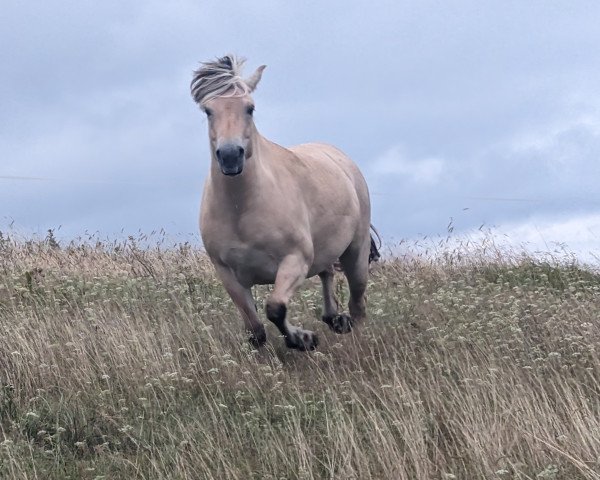 horse Gandhi Fjellhorn (Fjord Horse, 2018, from Harvard)