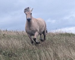 Pferd Gandhi Fjellhorn (Fjordpferd, 2018, von Harvard)