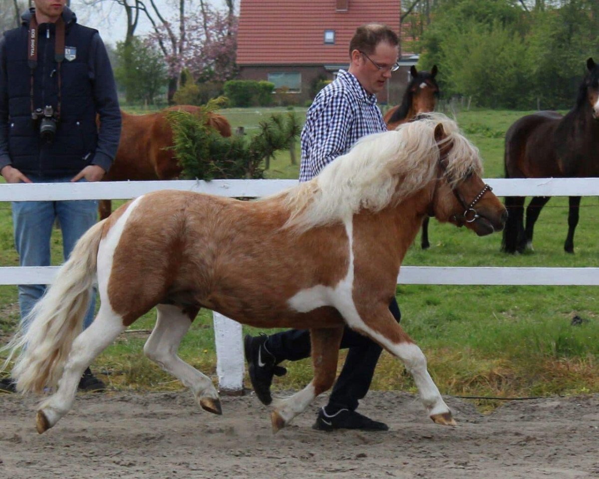 stallion Vympel von der Ostsee (Shetland Pony, 2009, from Vitus von der Ostsee)