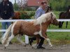 stallion Vympel von der Ostsee (Shetland Pony, 2009, from Vitus von der Ostsee)