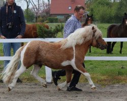 stallion Vympel von der Ostsee (Shetland Pony, 2009, from Vitus von der Ostsee)