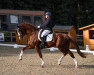 dressage horse Quodo (German Sport Horse, 2012, from Quaterback)