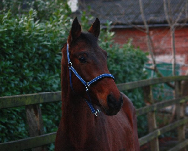 jumper Chico Grande (Holsteiner, 2021, from Corfu de La Vie)