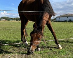 jumper Denilo 3 (German Riding Pony, 2021, from Don Diabolo NRW)