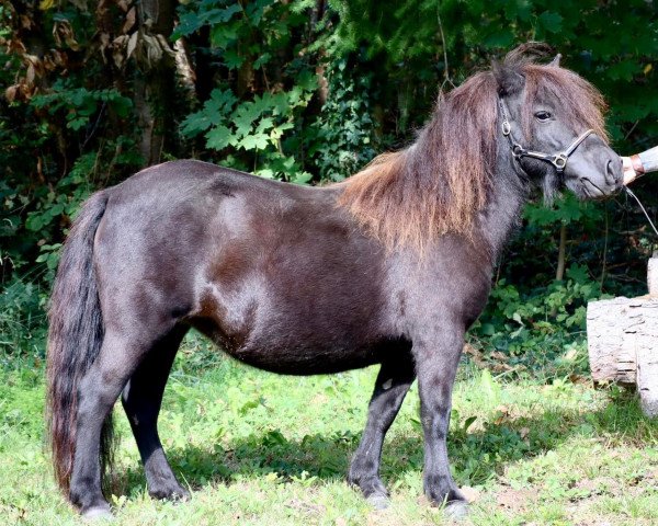 Zuchtstute Maitresse van de Saelberch (Shetland Pony, 2018, von Zalvados van de Wenshall)