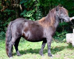 Zuchtstute Maitresse van de Saelberch (Shetland Pony, 2018, von Zalvados van de Wenshall)